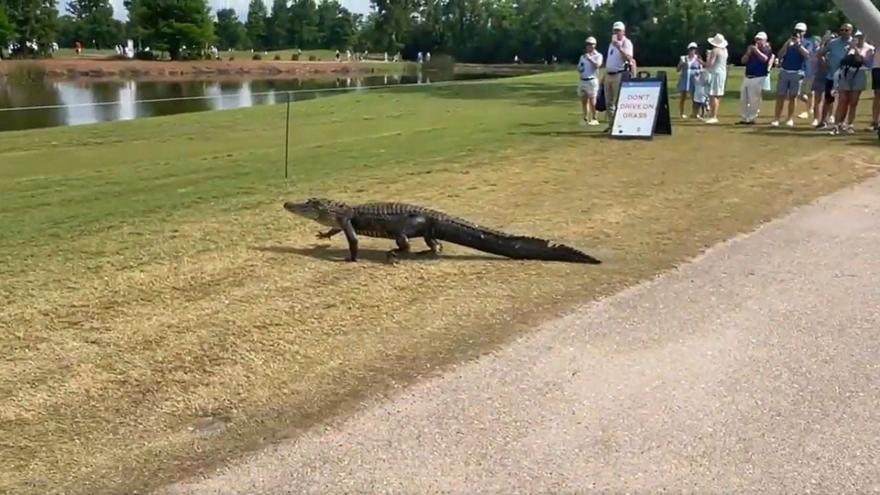 Cocodrilo interrumpe el PGA Tour en un campo de golf de Nueva Orleans