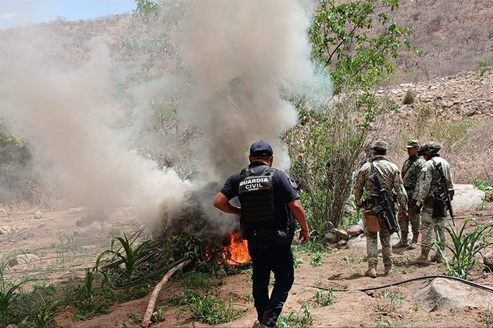 Guardia Civil y Ejército desmantelan cultivo ilegal en Huetamo, Michoacán