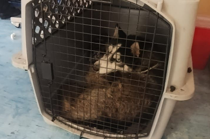 Husky sufre maltrato extremo en Morelia: Caso que conmueve a la ciudad
