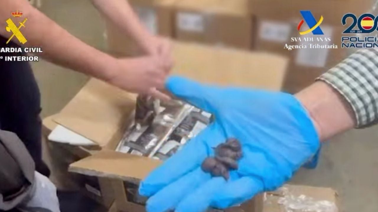 Incautan 62 kilos de cocaína en chocolates en España