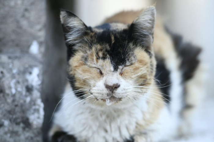 Obstáculos al IMPA afectan atención a gatos en el Panteón de Morelia