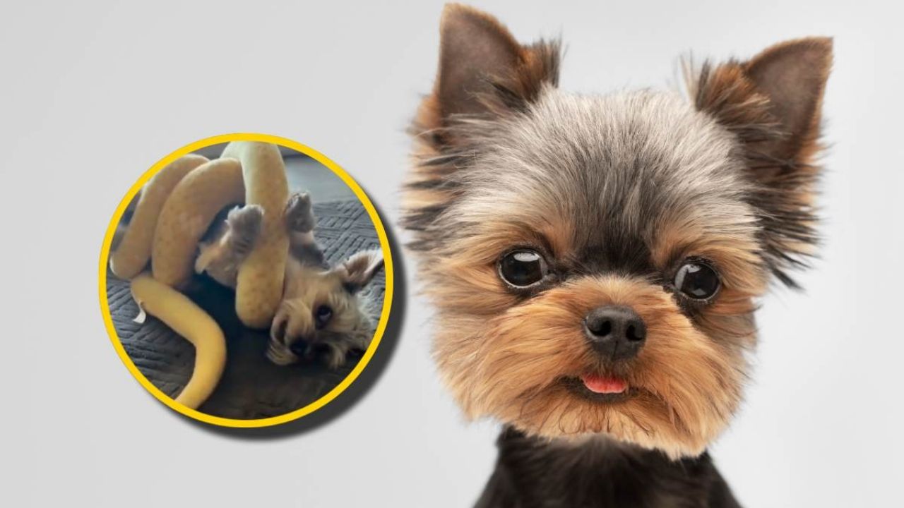 Perrito intenta atrapar a una serpiente de peluche | VIDEO