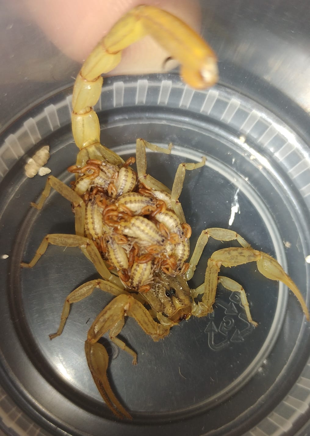 SSG reporta más de 10 mil atenciones por picaduras de alacrán en Guanajuato