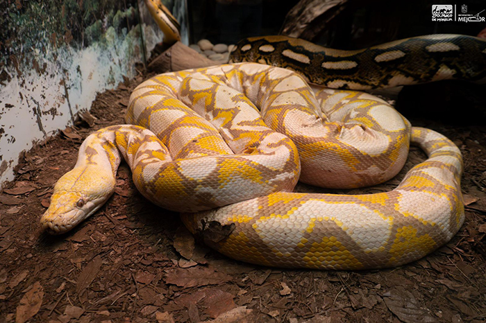 Zoológico de Morelia presenta serpiente de 5 metros en nueva exhibición