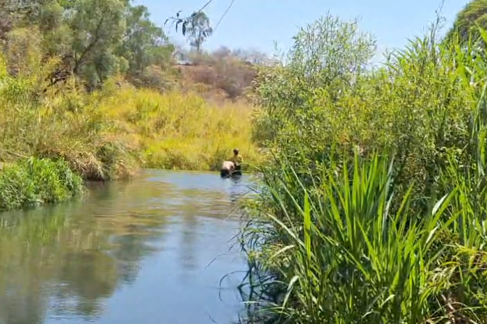 Agricultor pierde la vida ahogado en río de Los Reyes