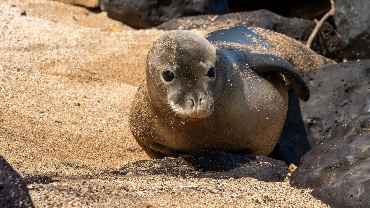 Arrestan en Seattle a hombre por atacar a foca monje en Hawái