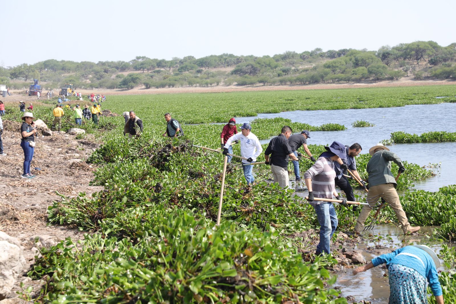 Avanza retiro de lirio acuático en la presa Ignacio Allende, Jalisco