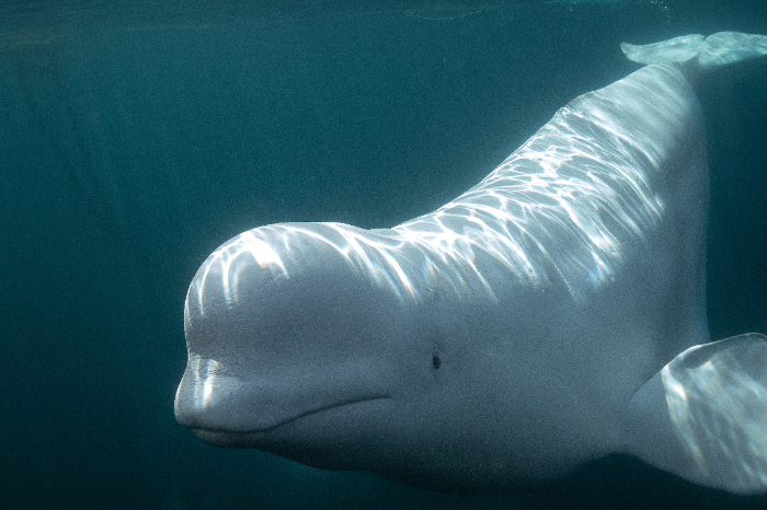 Ballenas beluga muestran capacidad de autoconocimiento en la costa de Alaska
