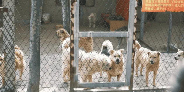 CDMX: Regulación de la venta de perros y gatos por internet