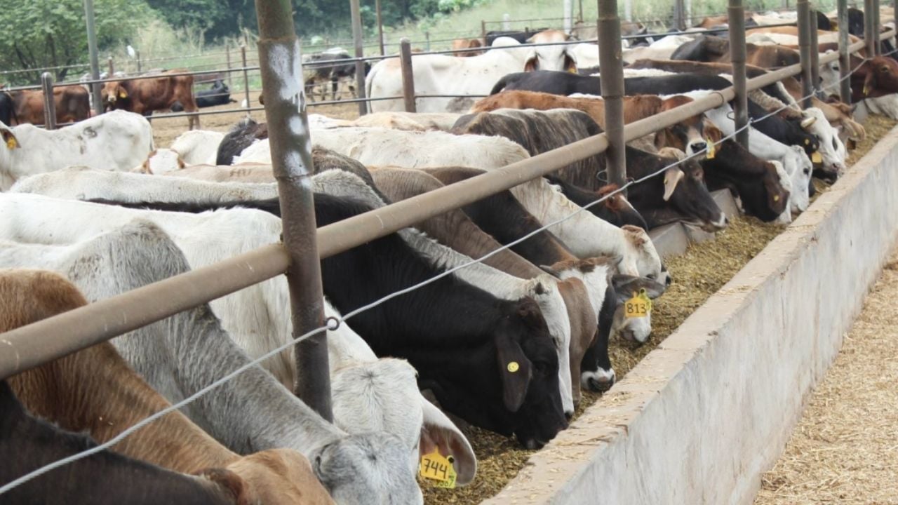 Crisis por gusano barrenador: México incrementa exportaciones de carne a EE. UU.