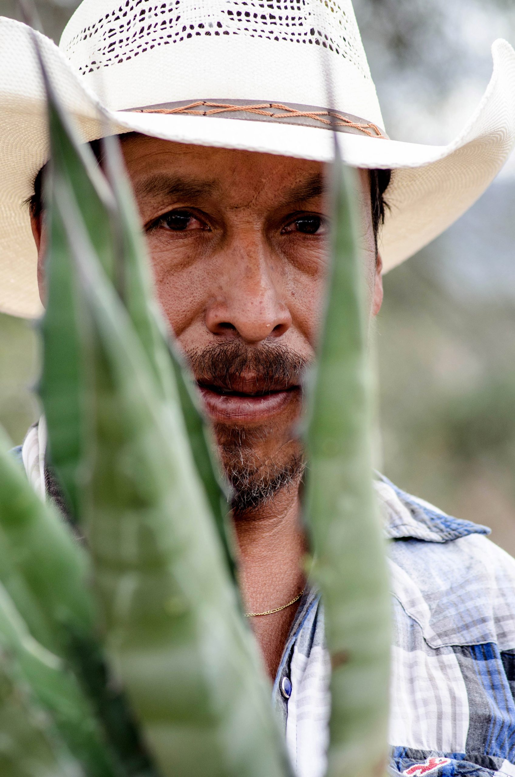 Cuatro municipios de Guanajuato obtienen Denominación de Origen Mezcal por IMPI