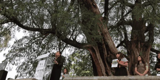 Cuauhtémoc y Azcapotzalco: Árboles declarados Patrimonio Natural