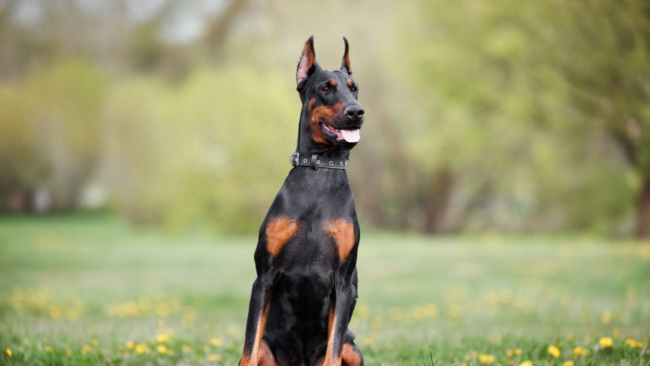Detectan primer caso de gusano barrenador en un perro en la CDMX
