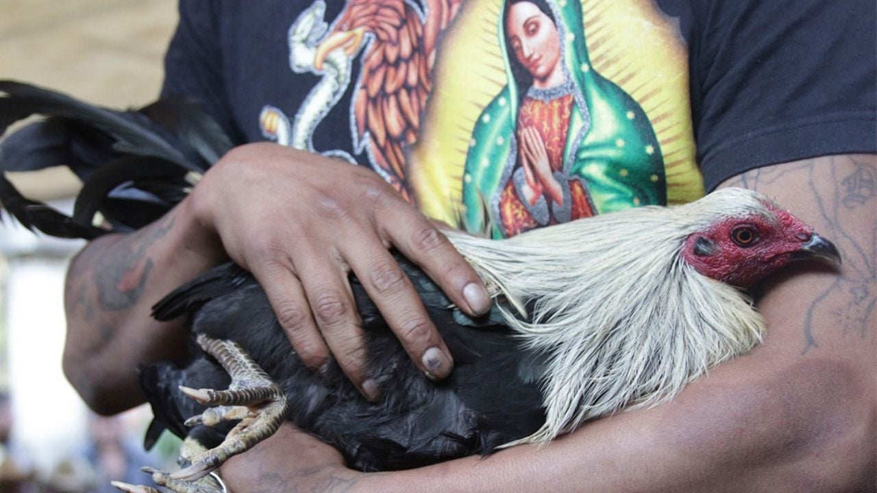 Detienen en Edomex a tres por asesinato de menor en palenque clandestino