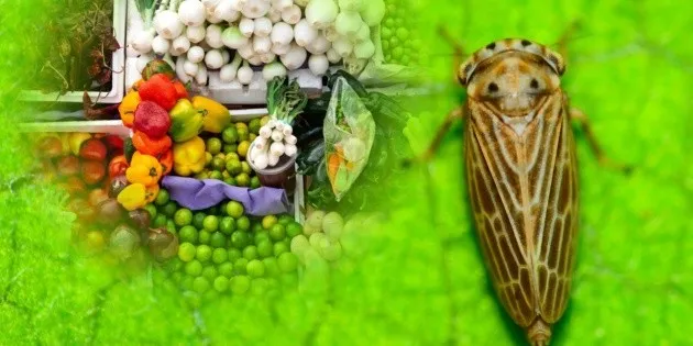 El Paso: Detectan rara plaga agrícola mexicana en la frontera
