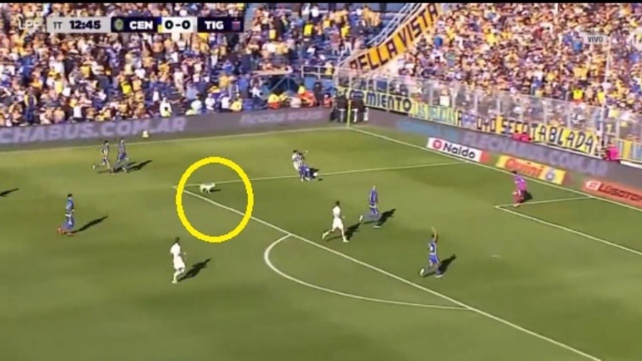El perro que sorprendió en la cancha de Rosario Central