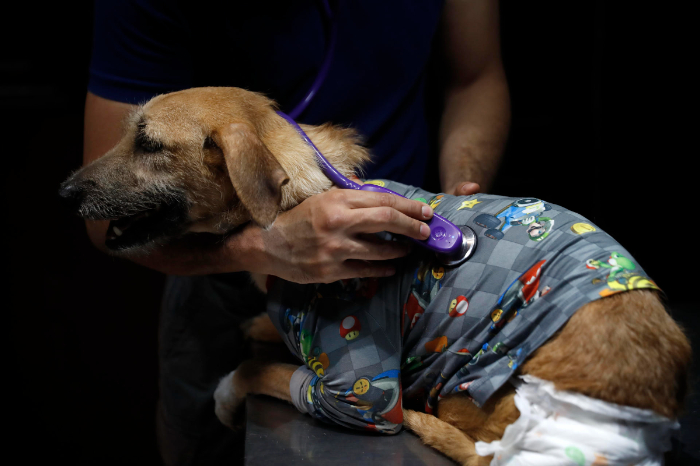 Expertos en [Ciudad/Estado] alertan sobre riesgos de la sobrevacunación en mascotas