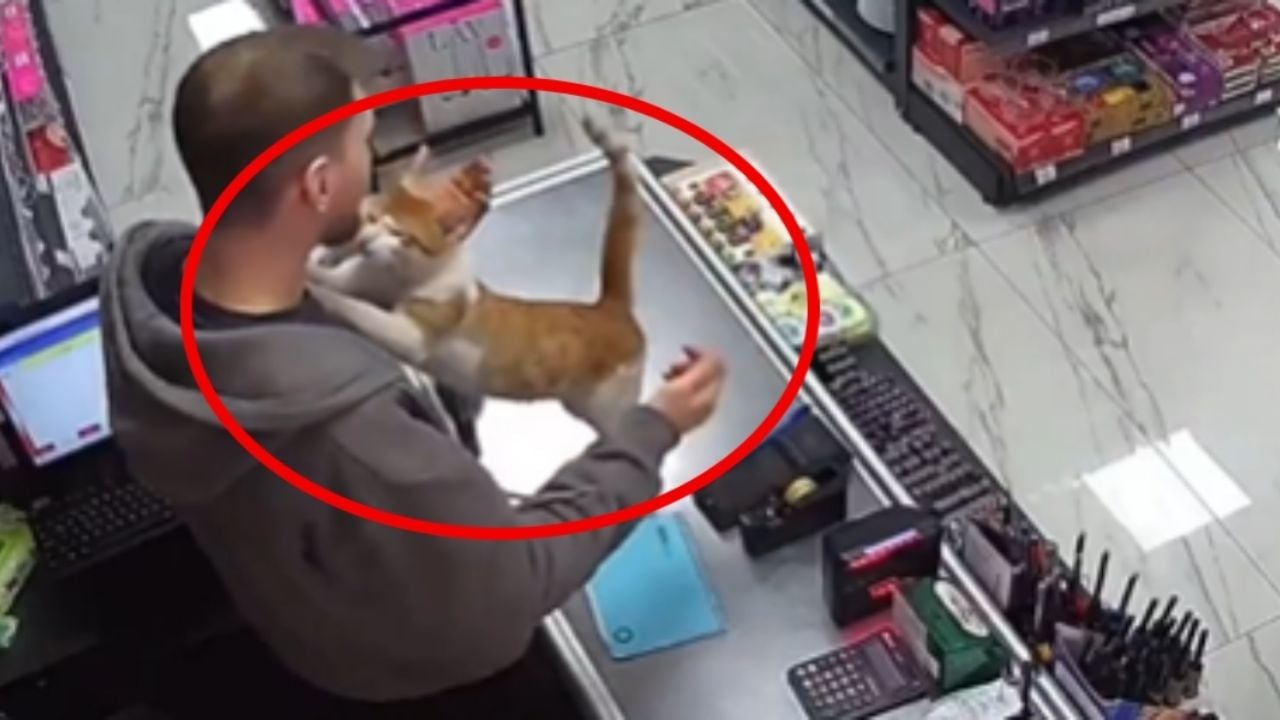 Gatita rescatada emociona al visitar a su dueño | VIDEO