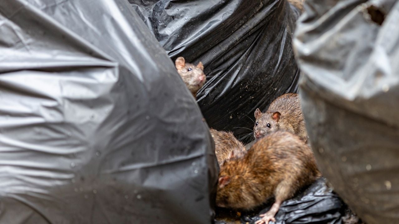 Hantavirus en [Ciudad/Estado]: Transmisión y riesgos para la salud local
