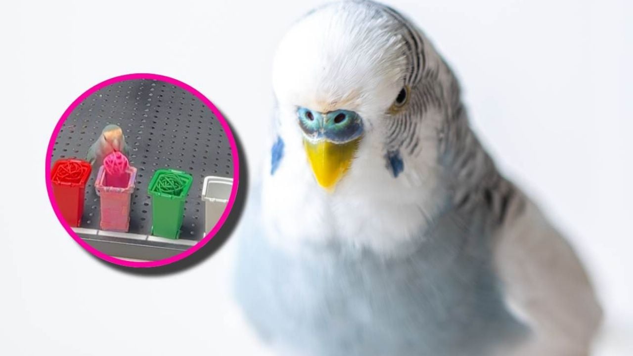 Loro establece Récord Guinness al identificar 10 colores rápidamente | VIDEO