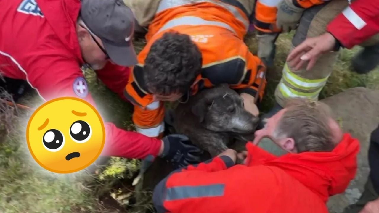 Perra rescatada tras caer más de seis metros bajo tierra | VIDEO