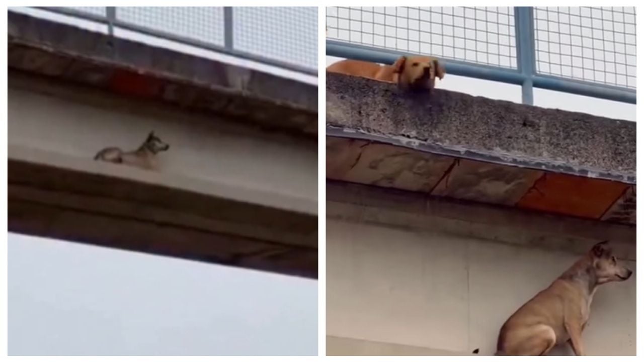 Perro atrapado en puente: su leal amigo espera el rescate | VIDEO