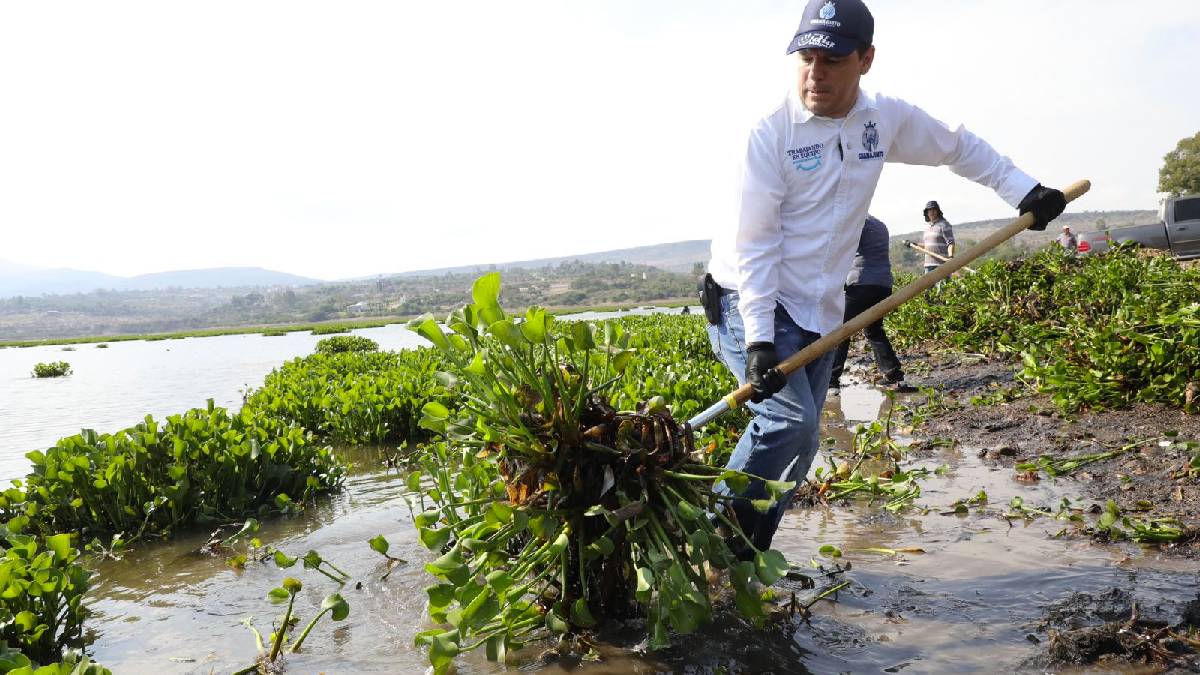 Retiran plaga de lirio en la presa Allende, Nuevo León