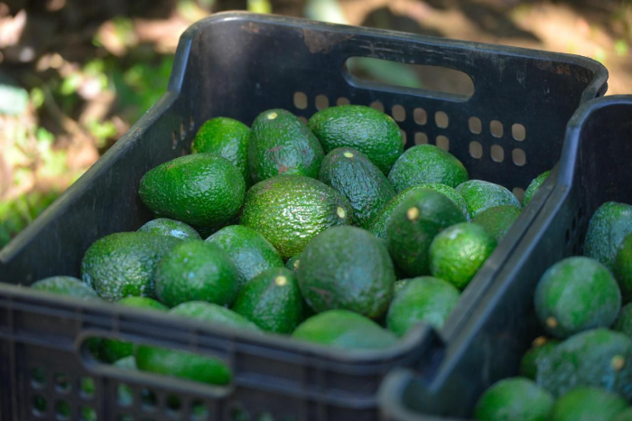 Vetadas 3 mil huertas de aguacate para exportación en Michoacán