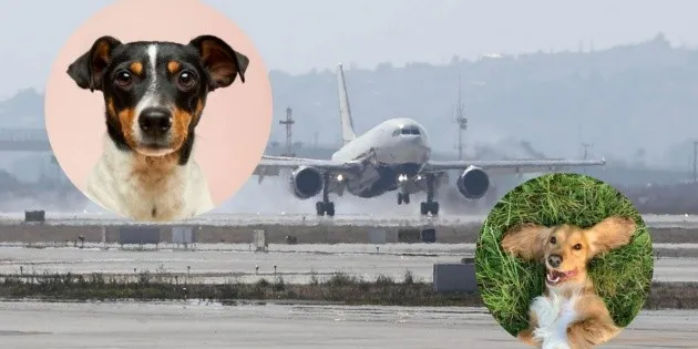 AIFA: Guardia Nacional implementa programa de apoyo emocional con perros