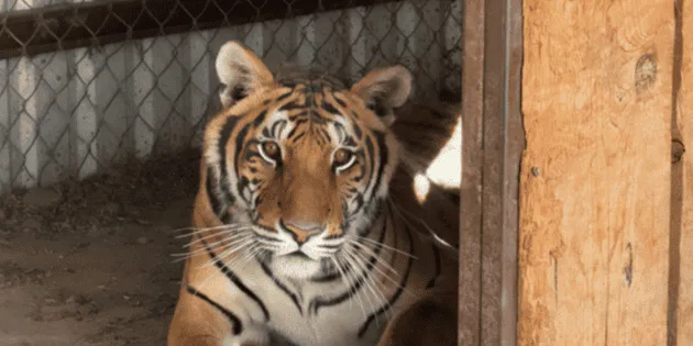 Chihuahua: Aseguran dos tigres de bengala en operativo de Profepa y FGR