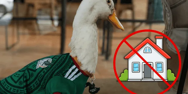 Ciudad de México: Razones para evitar tener un pato Merlín como mascota