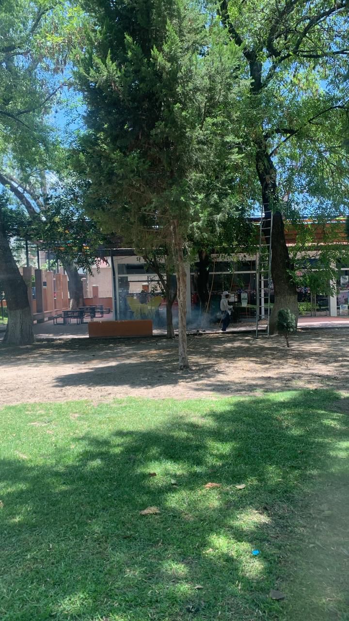 Córdoba: Joven muere por picaduras de abeja; nueve personas más afectadas