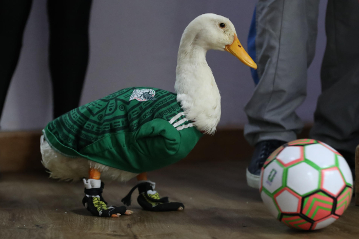 Deportes: Felipe Calderón solicita regalías del Pato Merlín en Mundial 2026