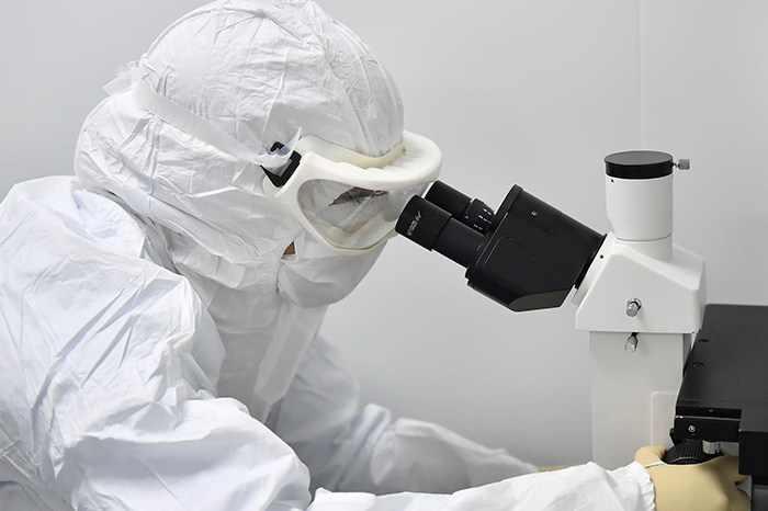 Descubren mecanismo que afecta el colesterol y la salud hepática