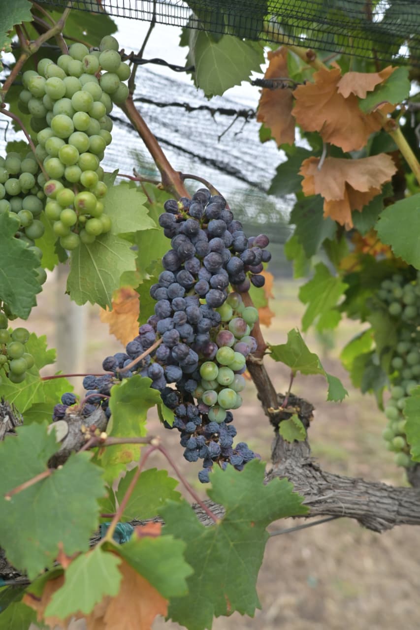Guanajuato celebra el cierre exitoso de la Semana del Vino 2026