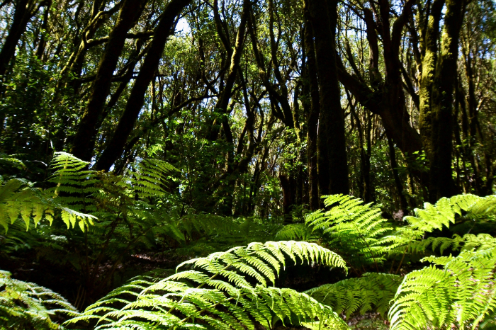 Impacto del deterioro de bosques tropicales en clima global