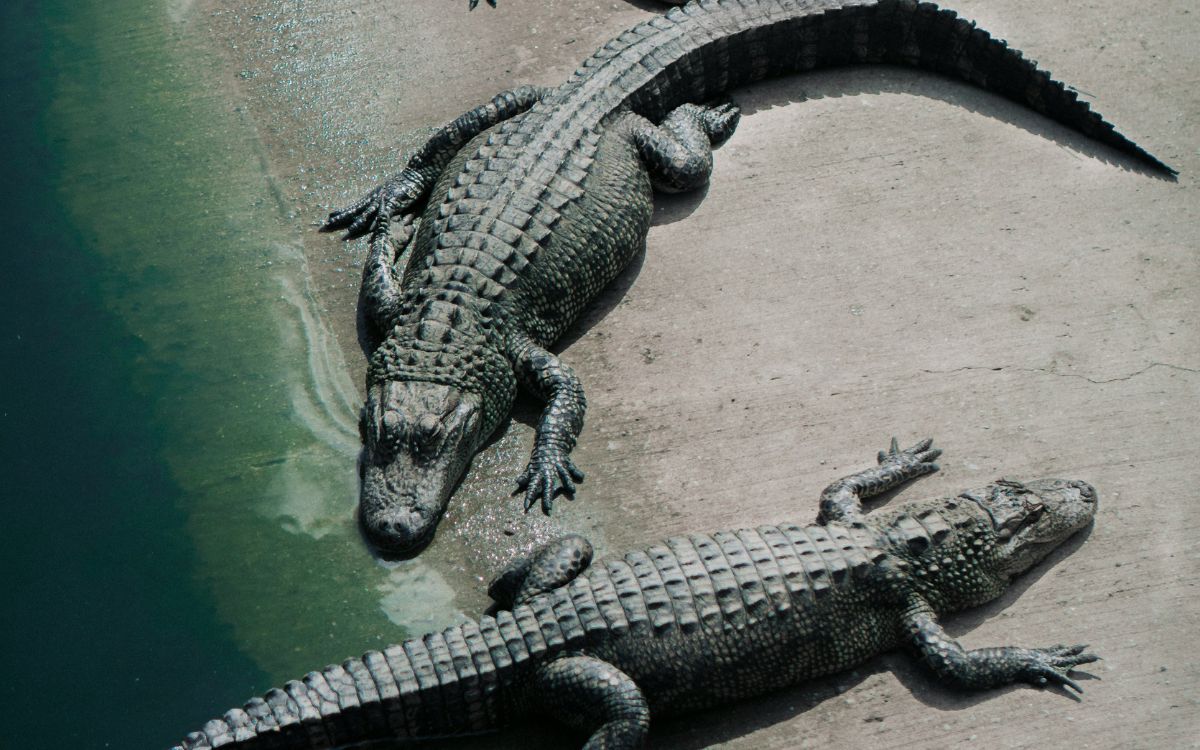Inglaterra: Detención por incidente grave en zoológico con cocodrilos