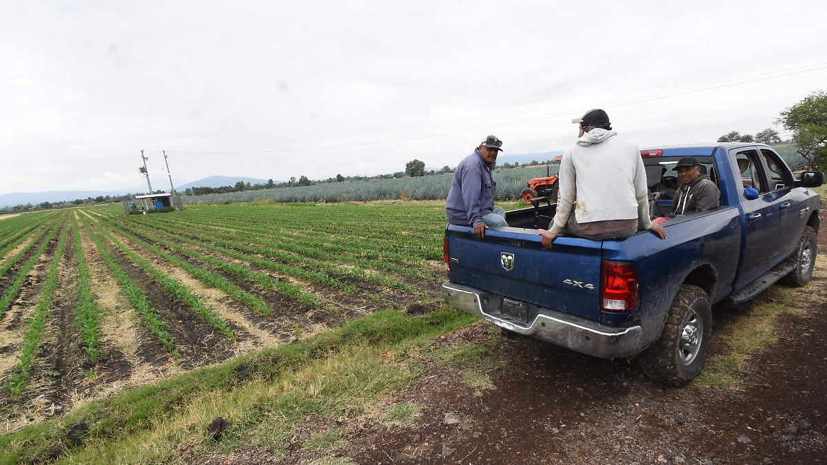 Irapuato: Bordos del campo en 40% de capacidad tras lluvias recientes