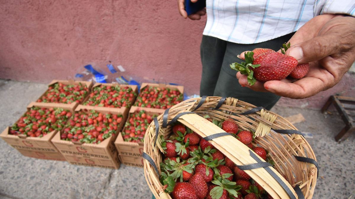 Irapuato: Consejos para conservar fresas frescas esta temporada