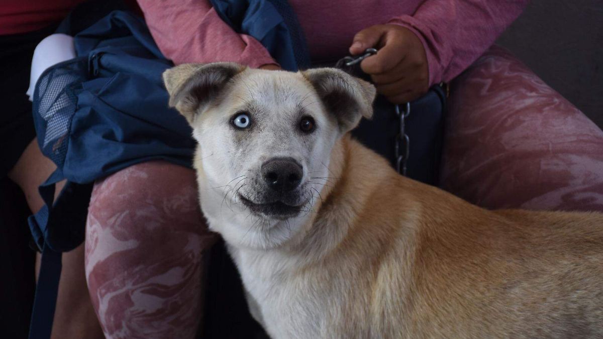 Irapuato: Esterilización gratuita de mascotas en colonias periféricas