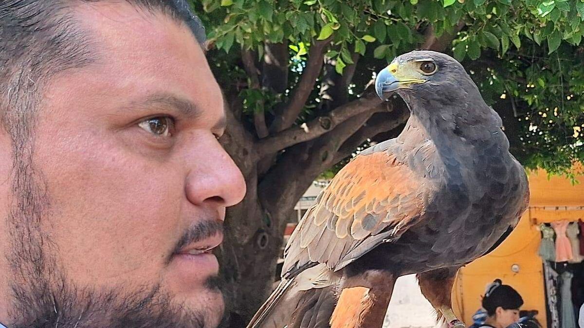 Irapuato: La aguililla de Harris mejora el control de plagas locales