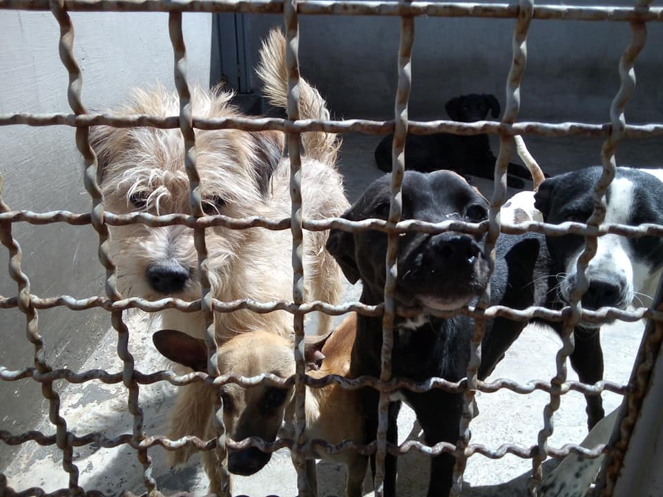 León: Alerta sobre el destino de 85 perros en la colonia centro