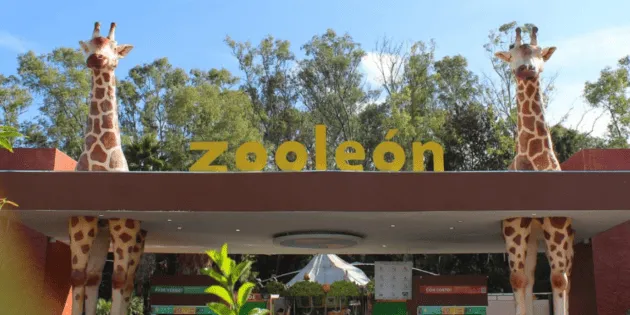 León: Detectan gusano barrenador en animales del zoológico