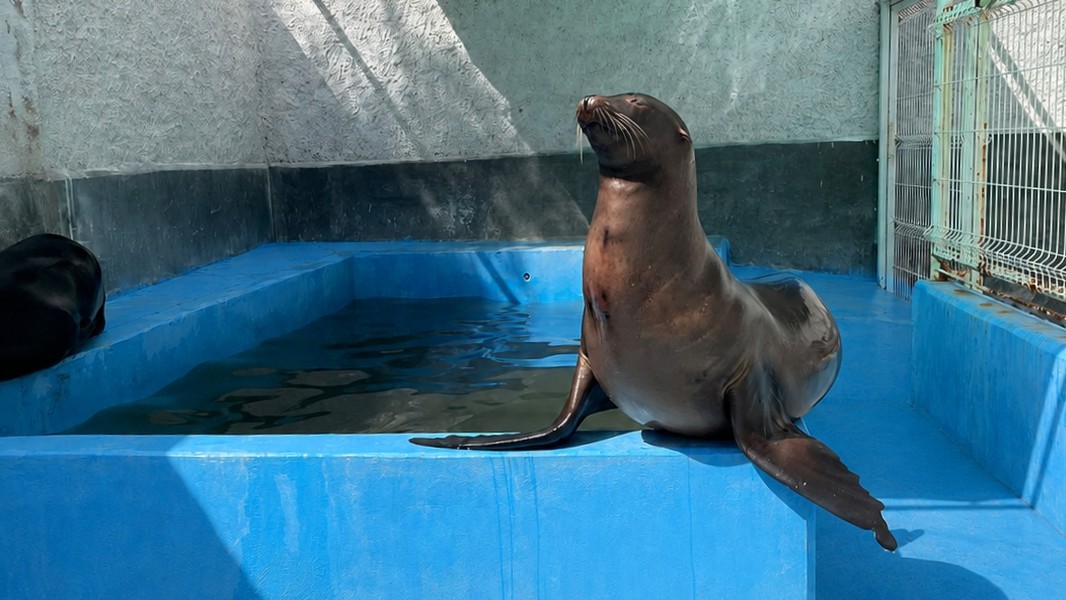 León: Luto en el Zoológico por muerte de loba marina en complicaciones médicas