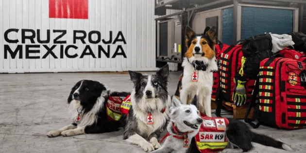 México: Perros rescatistas viajan a Venezuela para apoyar misión