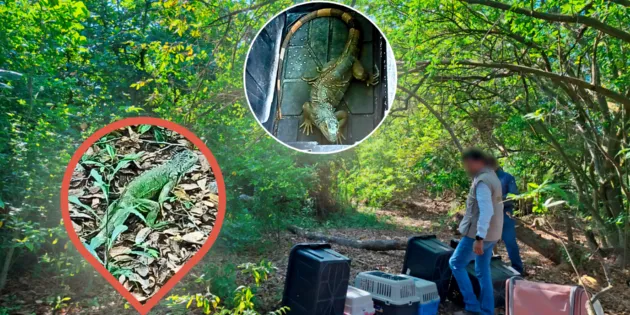 Michoacán: 19 iguanas protegidas regresan a su hábitat natural