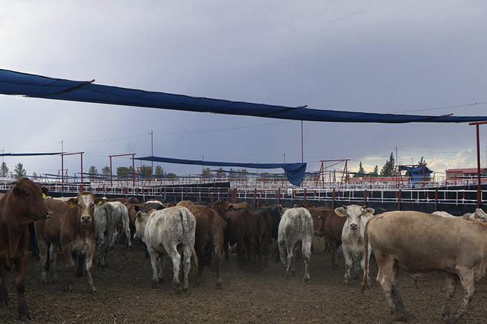 Suspensión de importación en Michoacán: riesgo por gusano detectado