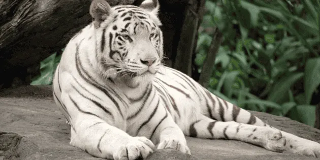 Tepetlaoxtoc: Autoridades intervienen por fuga de tigre de Bengala