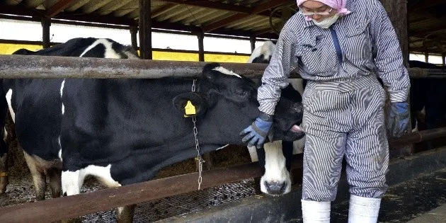 Veracruz: Gusano barrenador causa pérdidas al sector ganadero
