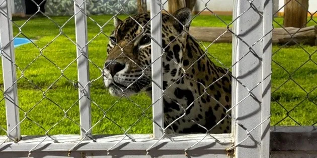 Campeche: Autoridades investigan avistamiento de jaguar en la zona